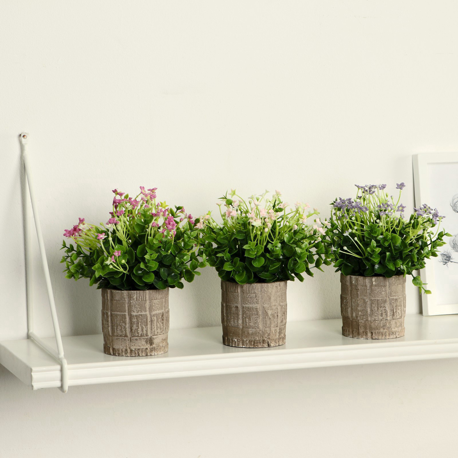 Бонсай в горшке "Фиалка химера" 8х17 см, микс 9750527