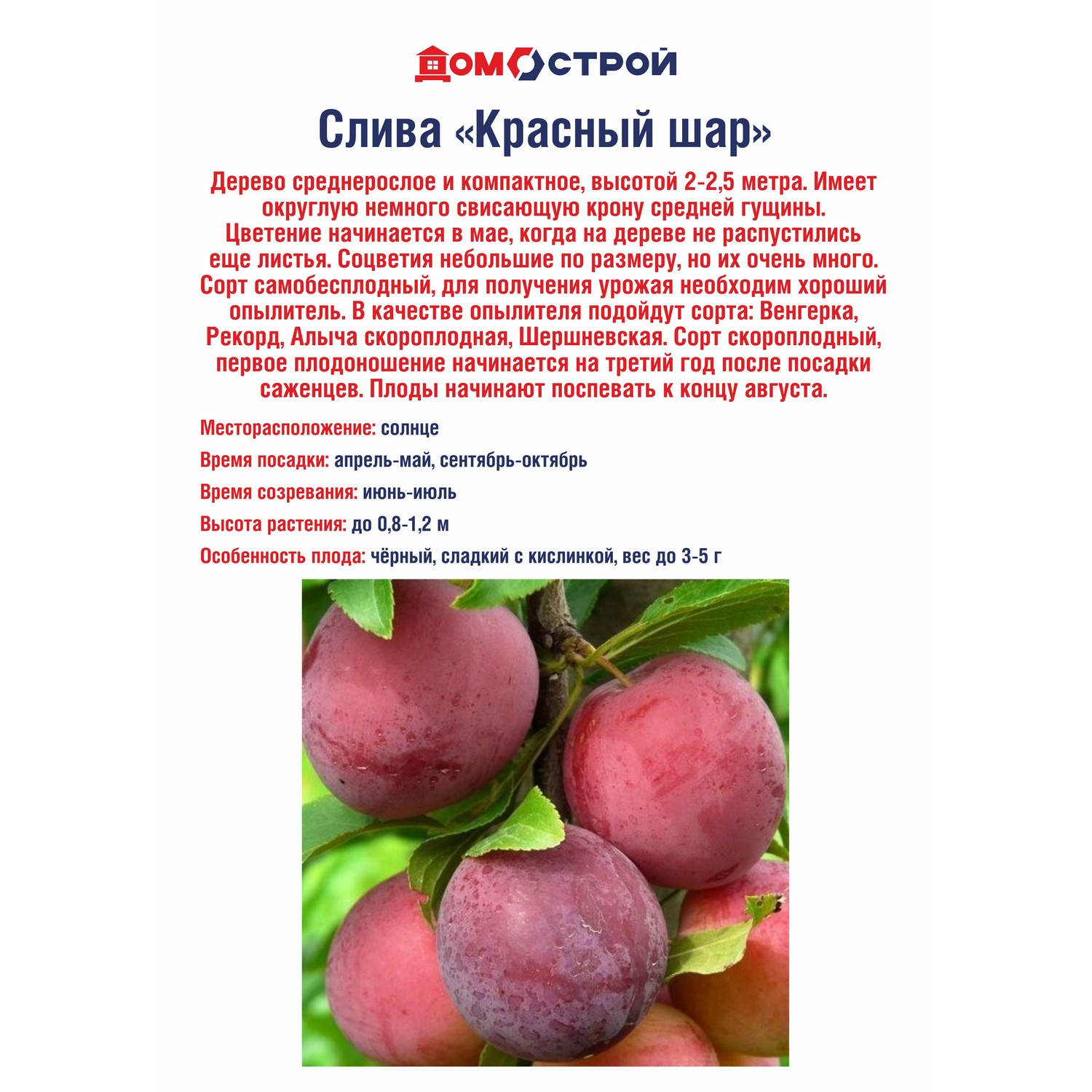 Слива Красный шар