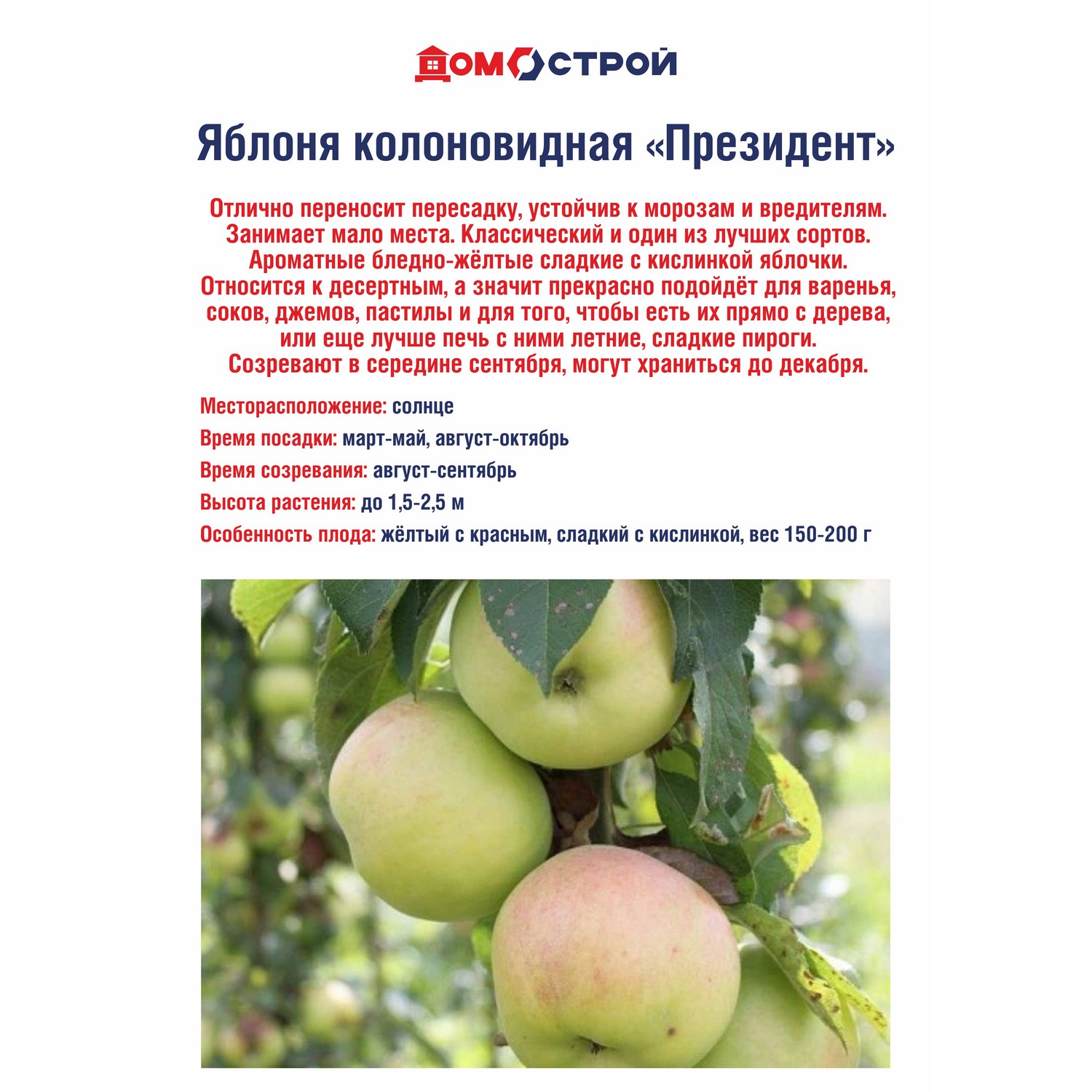 Яблоня колоновидная Президент