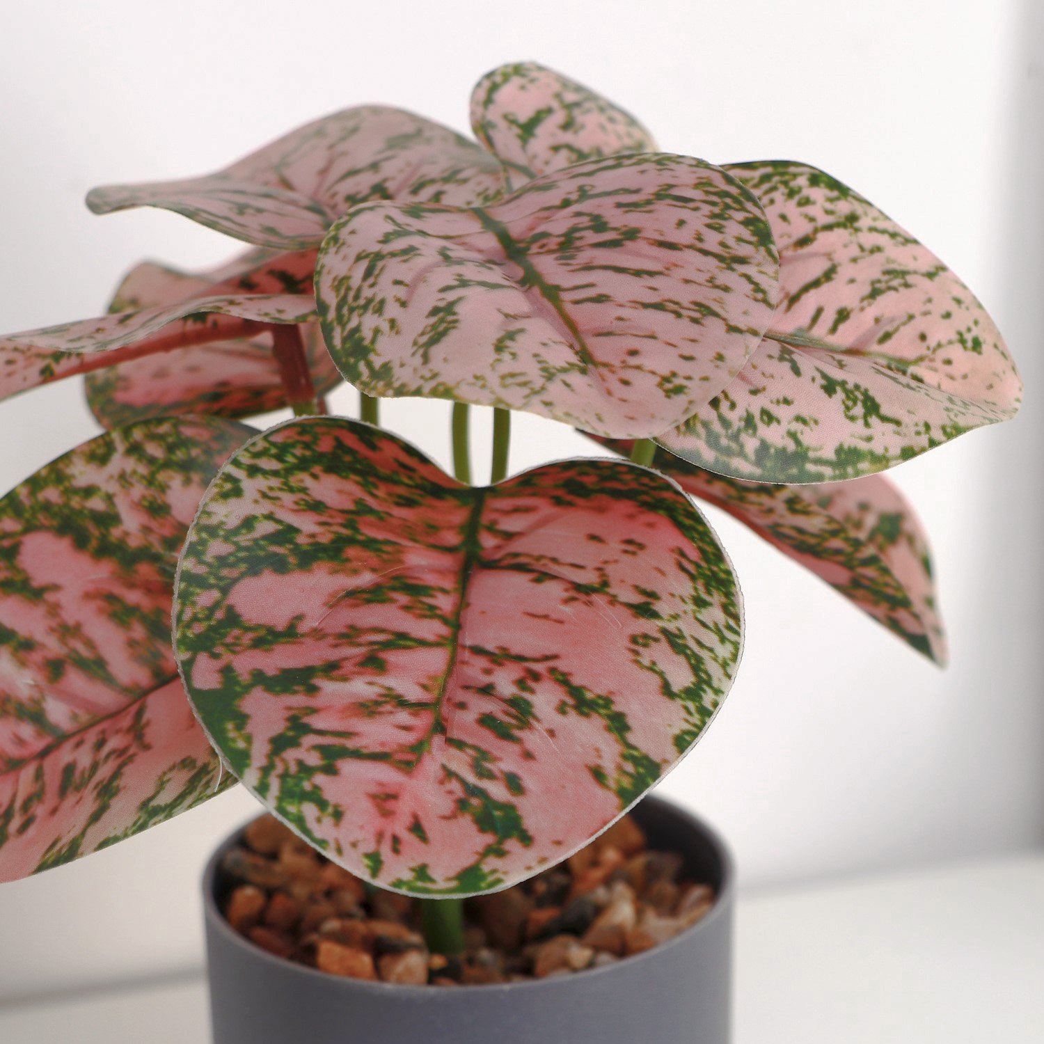 Бонсай в горшке "Аглаонема колор" 7,5х15 см   10084573