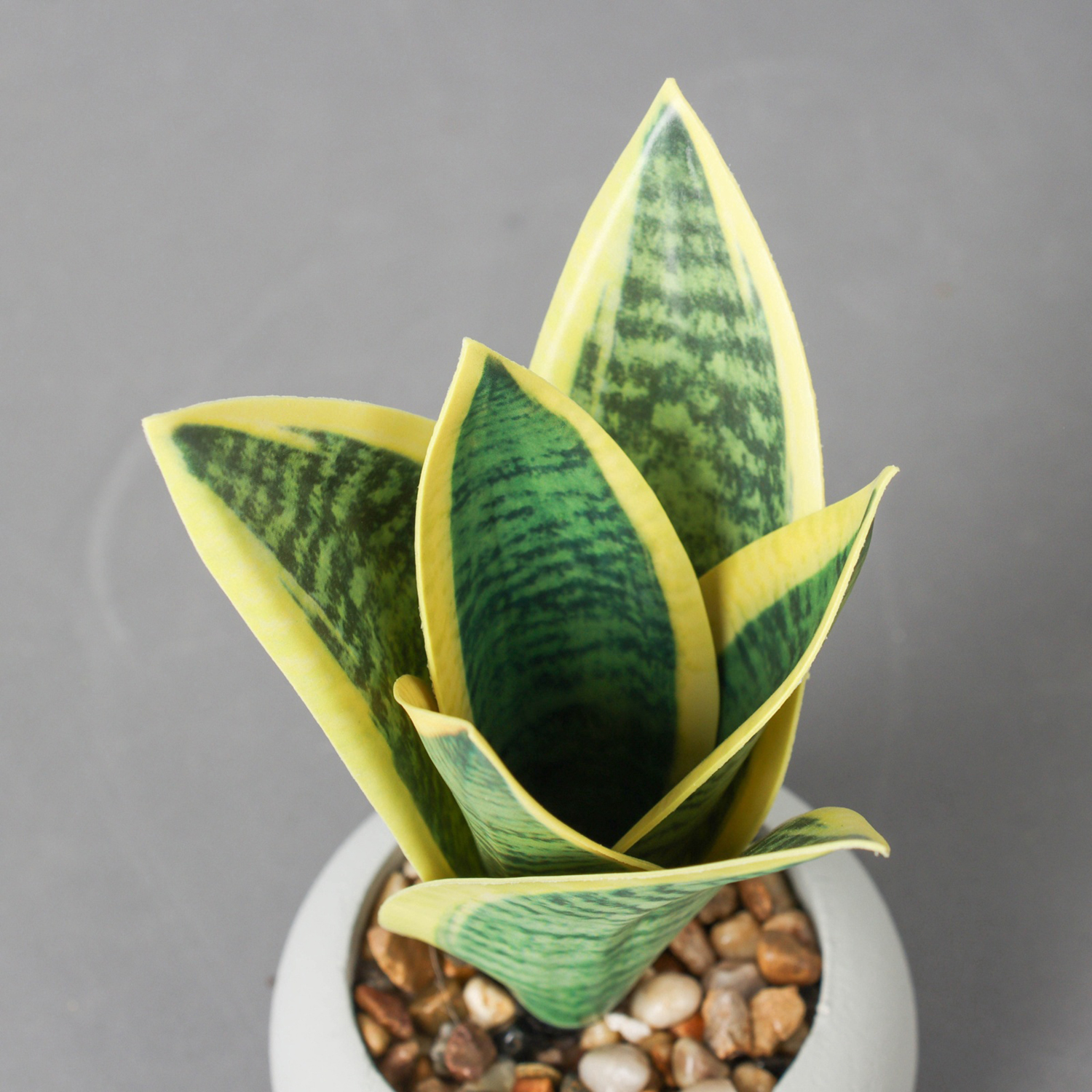 Бонсай в горшке "Сансевиерия ханни" 17х8,5 см, микс   10697908