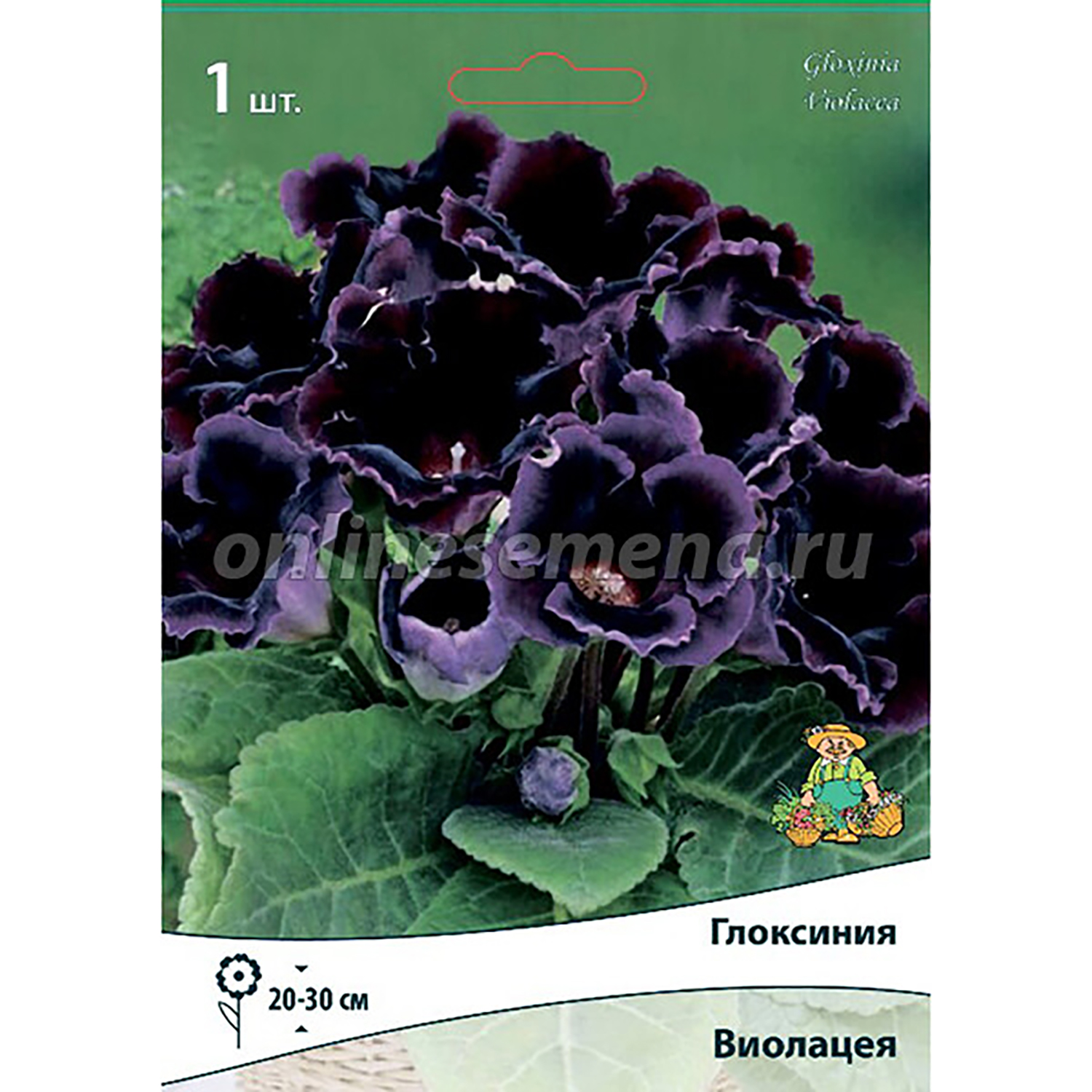 Глоксиния Виолацея 5-6/К 1шт Глоксиния Виолацея 5-6/К 1шт