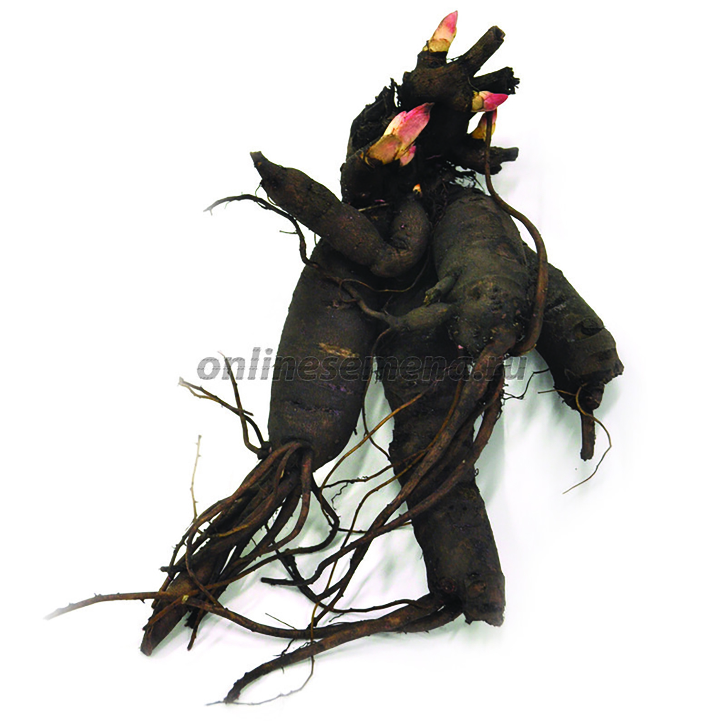 Пион молочноцветковый Мадам Кало 2-3/Кор