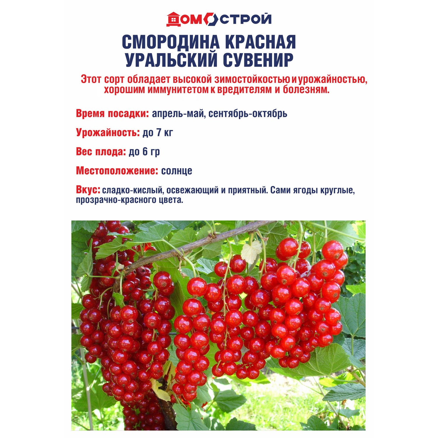 Смородина красная Уральский Сувенир Высота саженца  40-70см на кусте 2-3 ветки