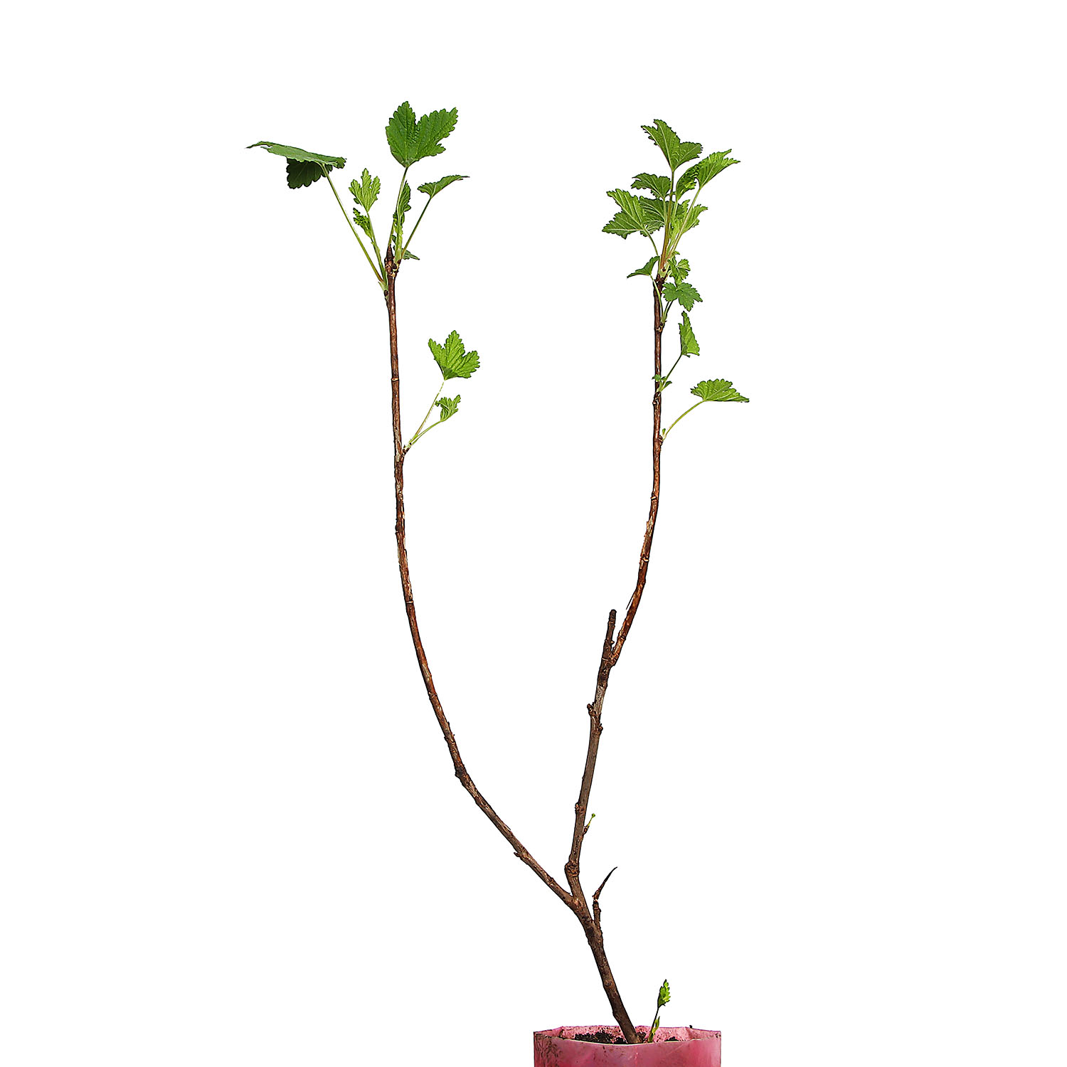 Смородина Розовая голландская