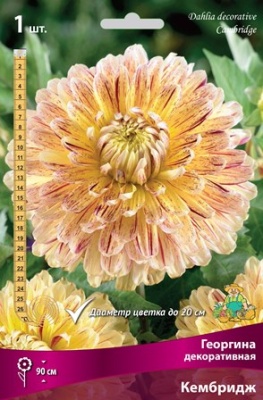 Георгина декоративная Кембридж IК Георгина декоративная Кембридж IК